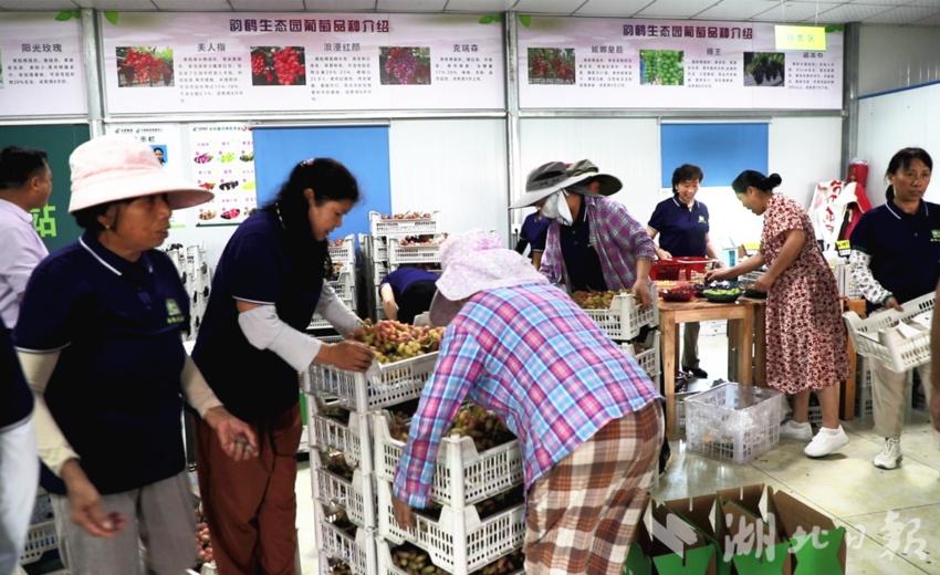 彩金白菜网大全